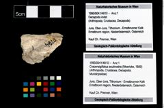 Foto (Objekt + Etikett) von Cracensigillatus acutirostris (Moericke, 1889)  (NHMW-GEO-1990-0041-4810)
